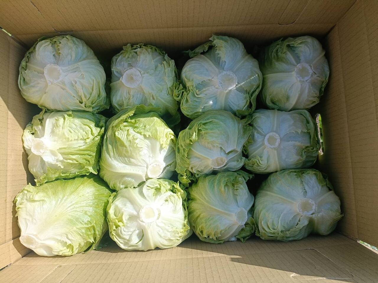 Fresh Lettuce Image