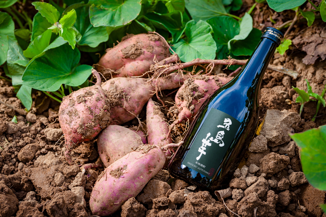 五島芋 イメージ