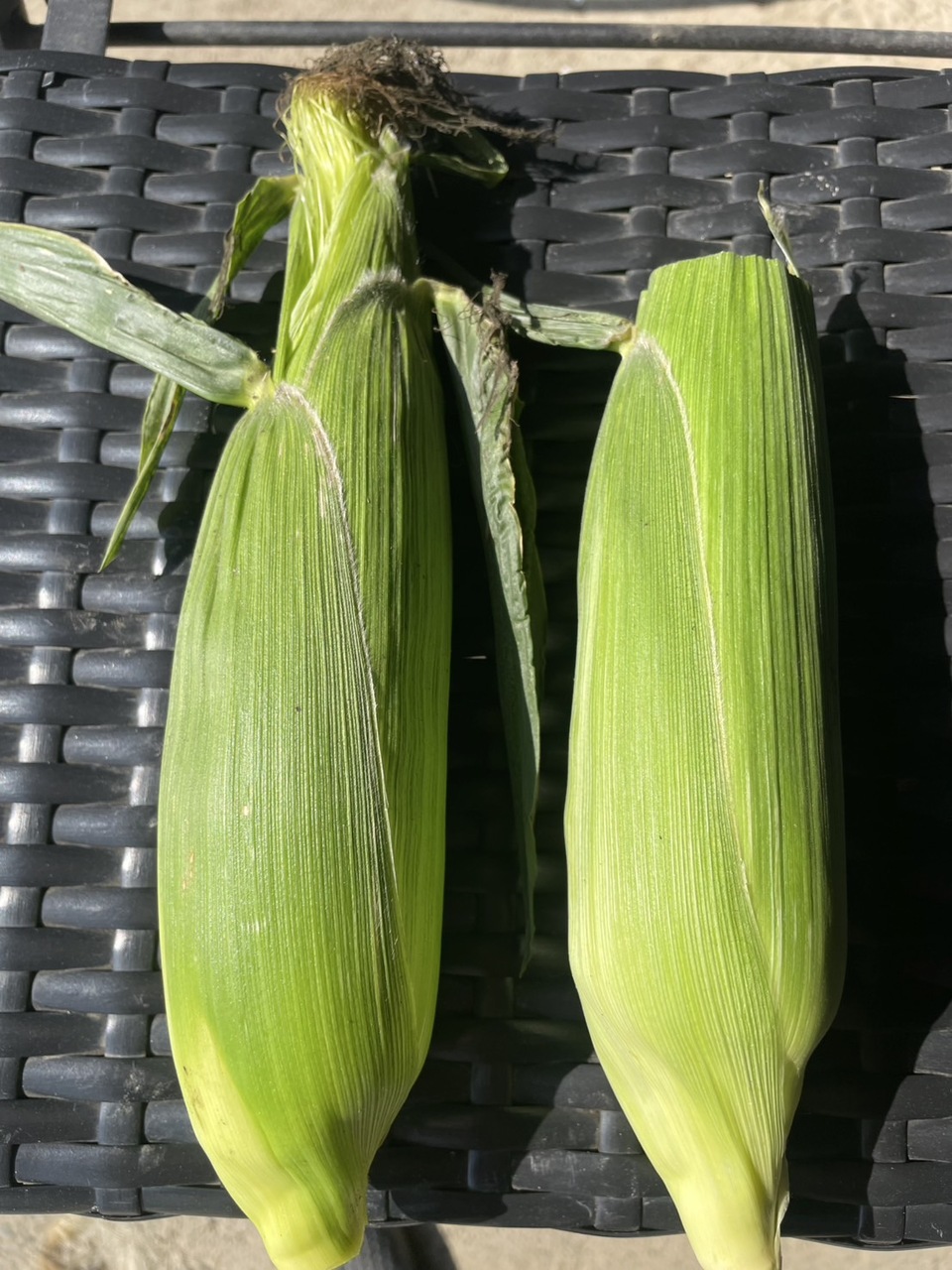 Frozen Hokkaido Sweet Corn Image