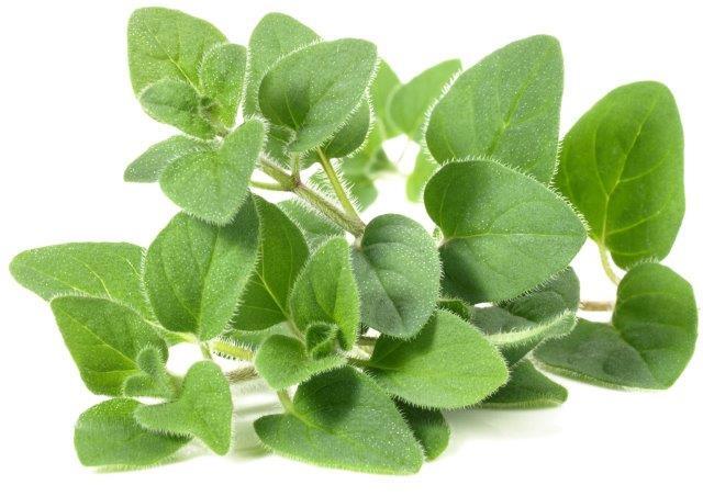 Oregano Image