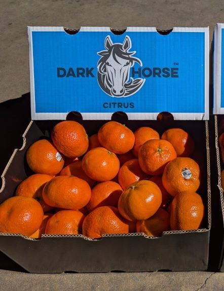 Australian Citrus (Mandarin - Murcott/Affourer), Lemons, Oranges Image