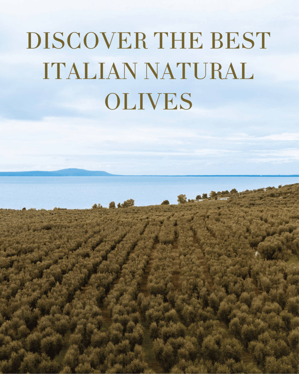 Oilivis EXTRA VIRGIN OLIVE OIL "FUTURIA" Image
