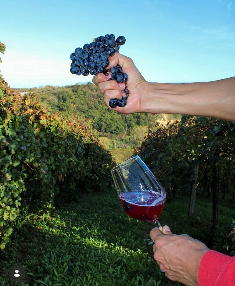 Cerasuolo D'Abruzzo Doc biodynamic wine イメージ