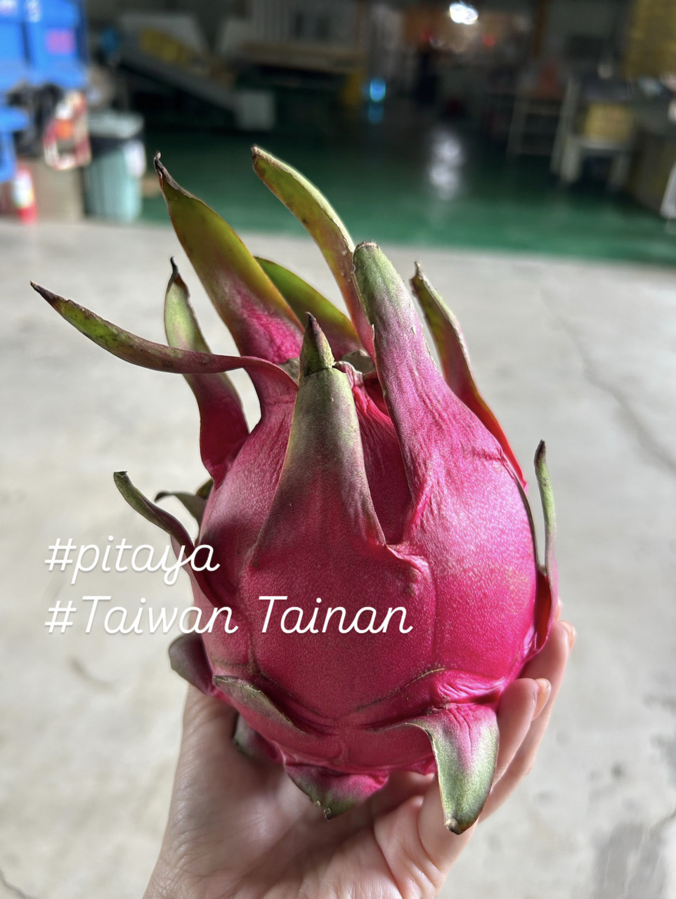 Fresh pineapples, dragon fruit, bananas, mangoes, jujubes, and water bamboo. Image