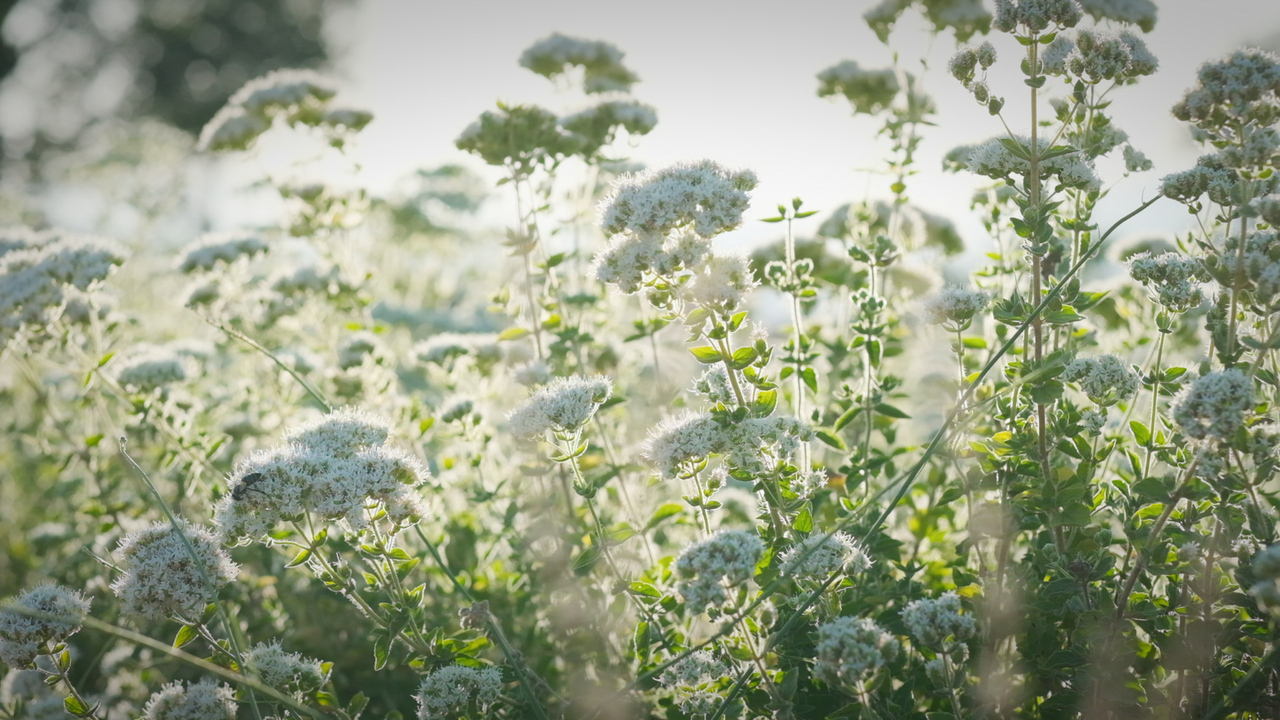 ウィスピーオレガノホレカ１０００ＣＣ イメージ
