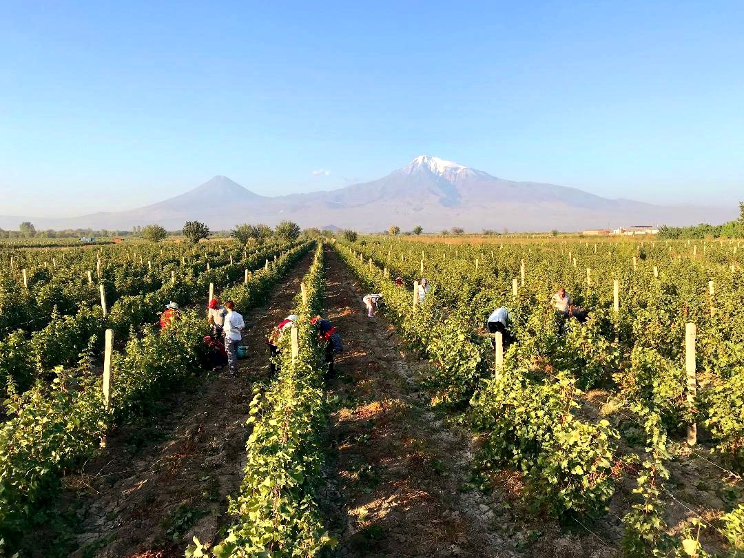 Stork 2023 dry white wine イメージ