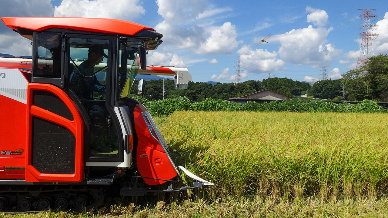 有機JAS認証取得「実りの百年米」（コシヒカリ） イメージ