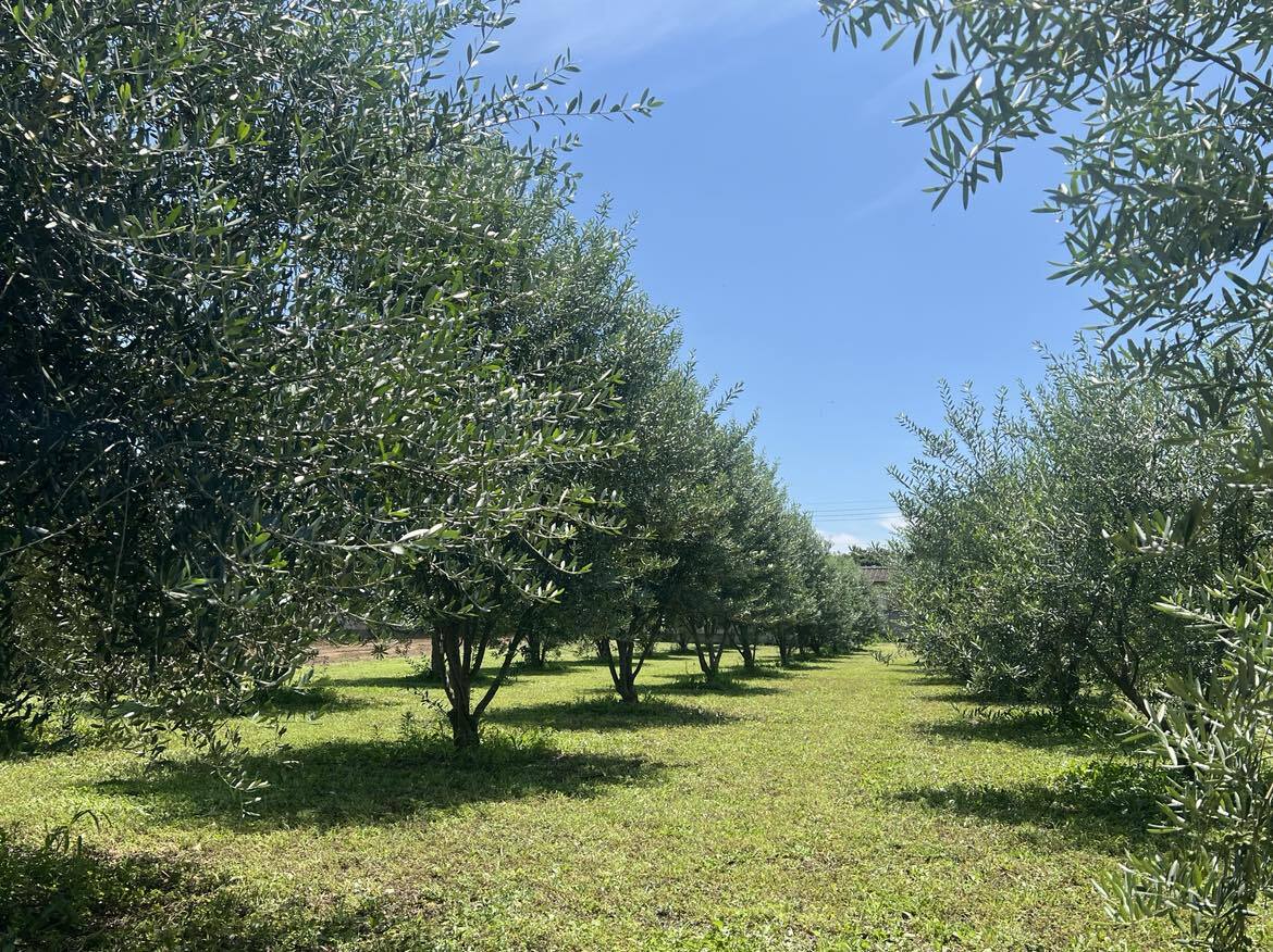 クラフトオリーブオイル　100ml イメージ