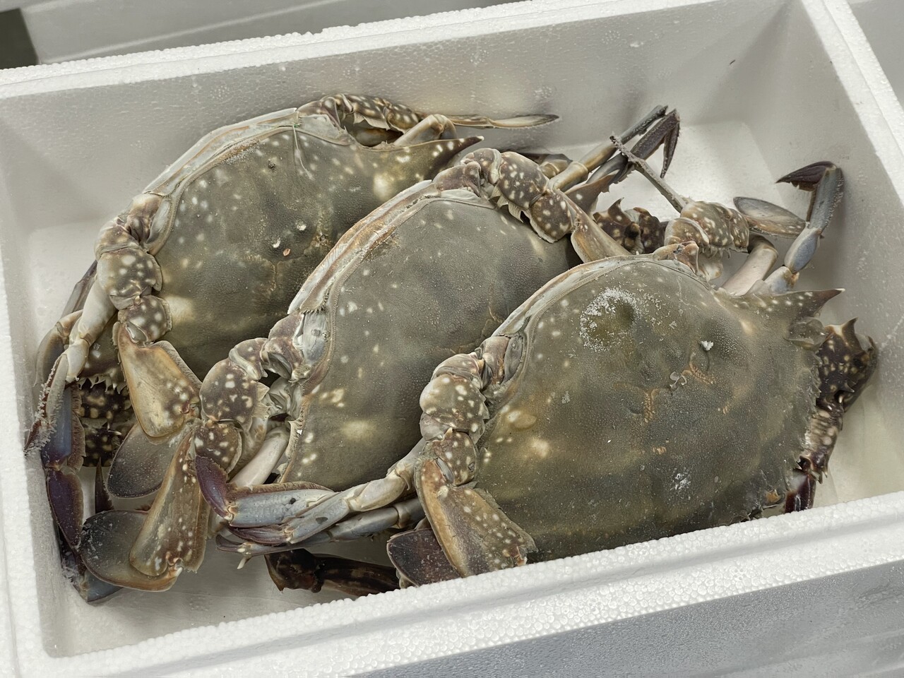 Frozen blue crab Image