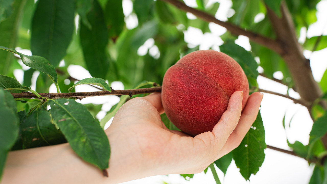 晴れの実り。とかちもも イメージ