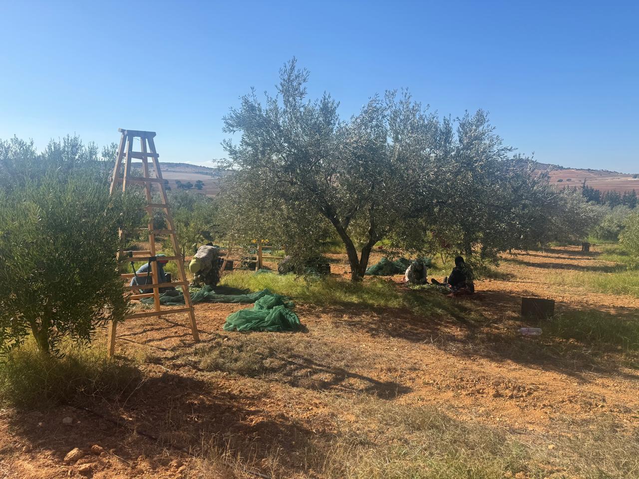 BYRSA タイム＆ローズマリー風味 超高ポリフェノールオリーブオイル イメージ