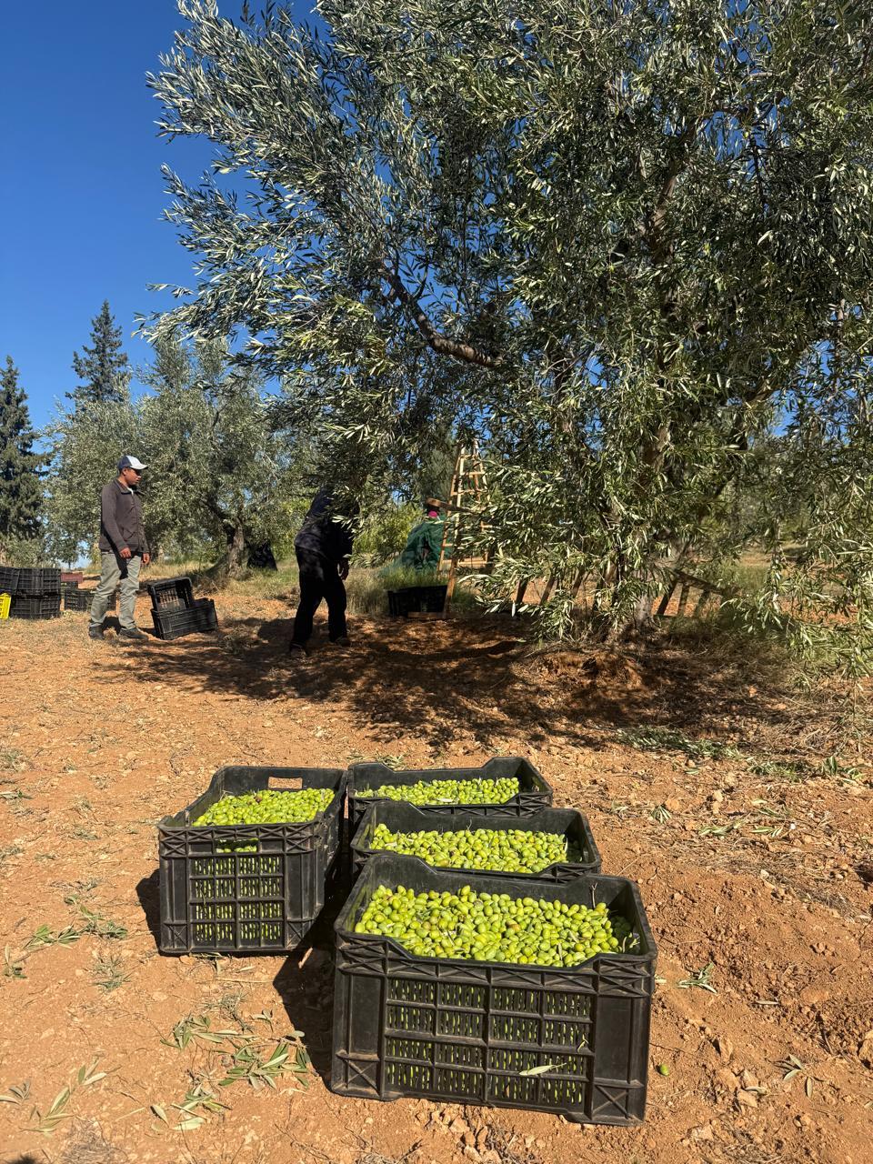 BYRSA Thyme & Rosemary Ultra Polyphenols-Rich Olive Oil  Image