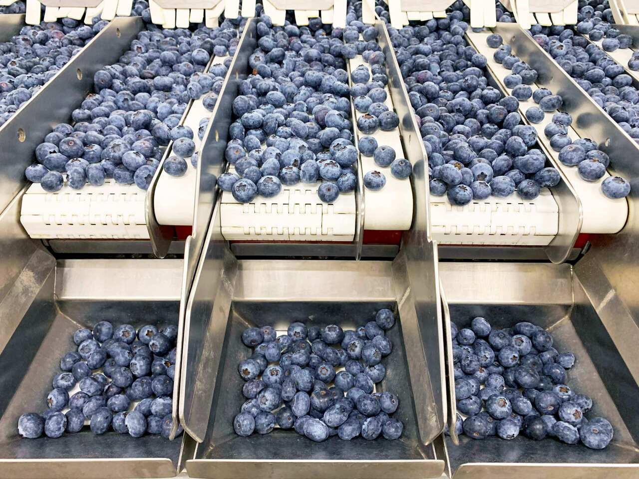 ブルーベリー、 チェリー＆トマト用 パッキングマシン パネットタイプとクラムシェルタイプ用充填ソリューション イメージ