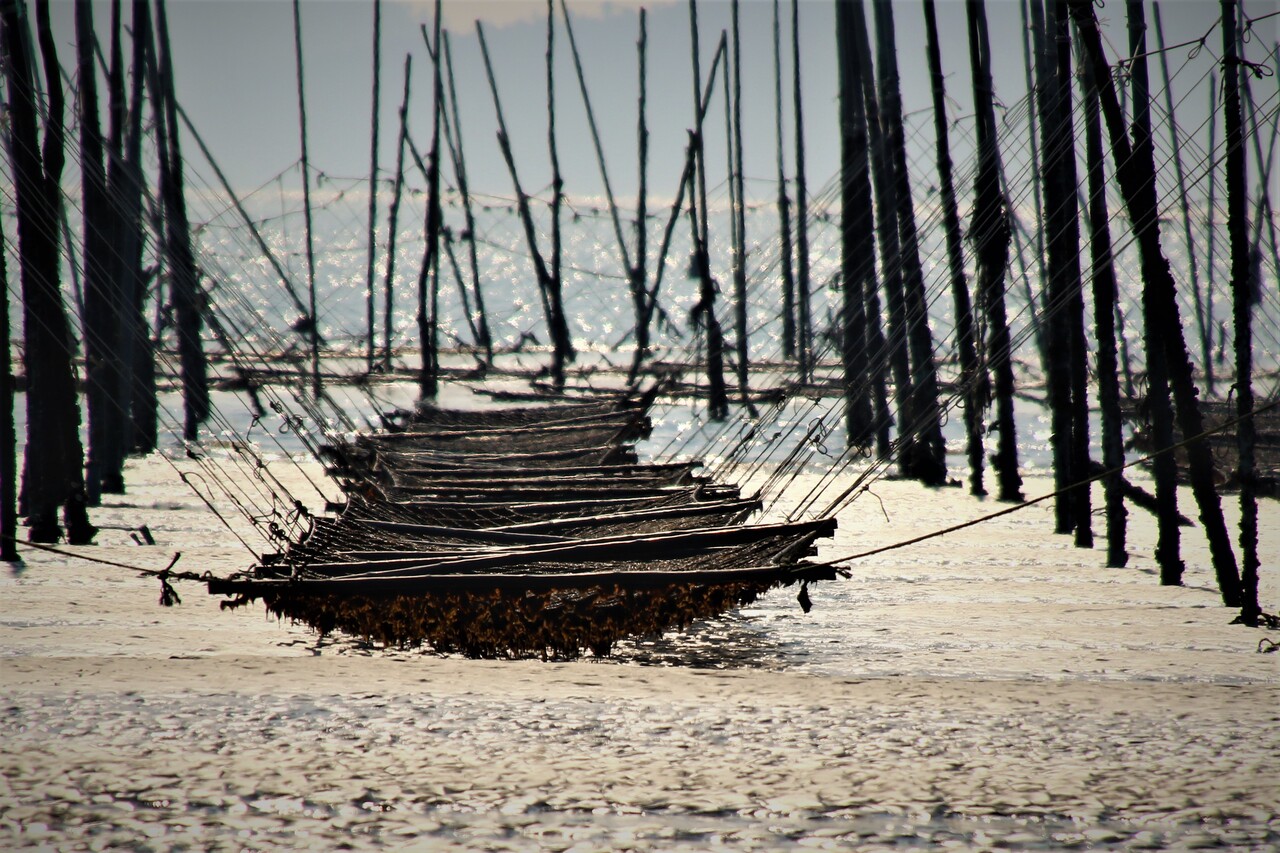 ROASTED SEAWEED Image