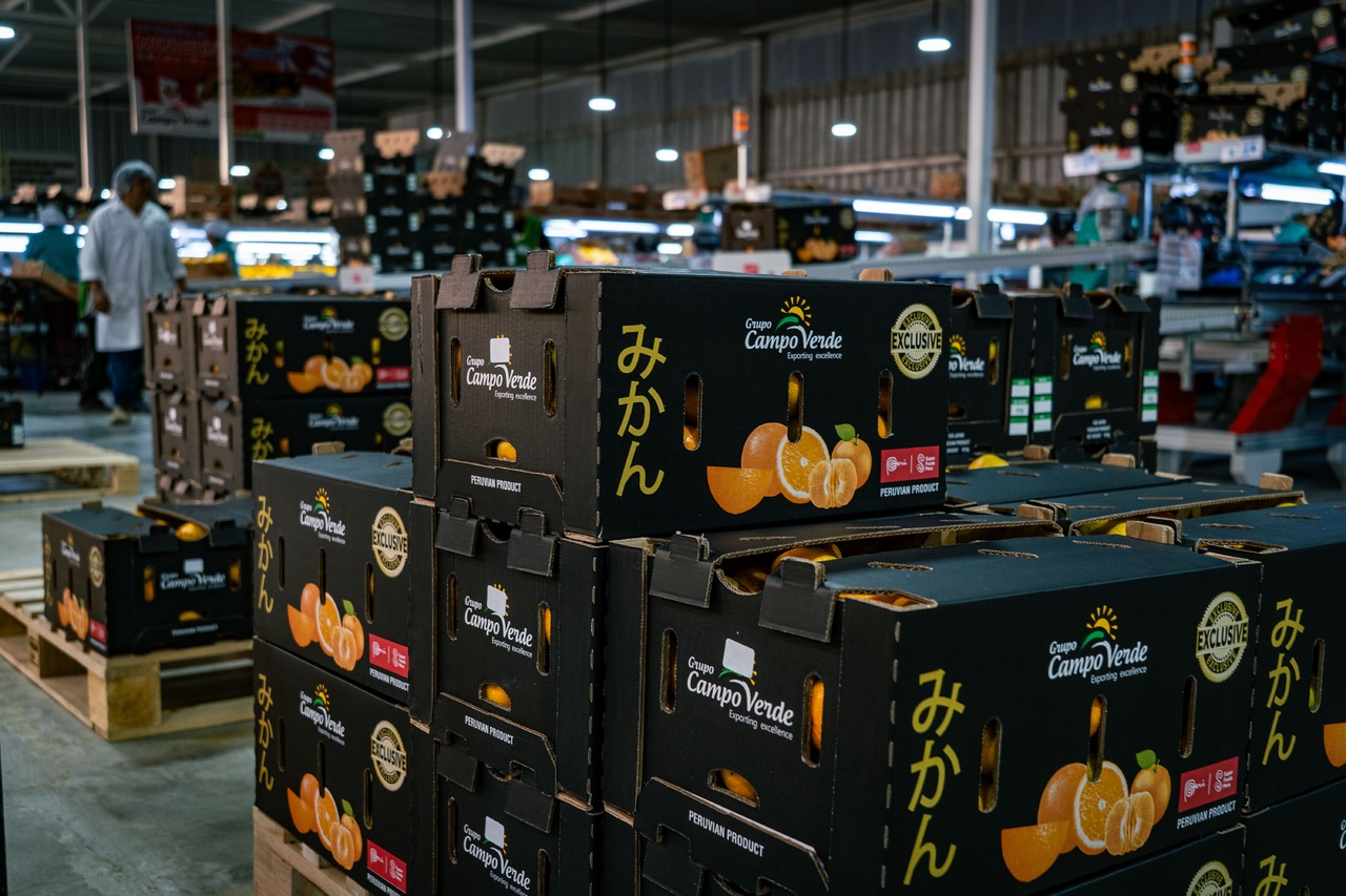 MANDARIN SATSUMA Image