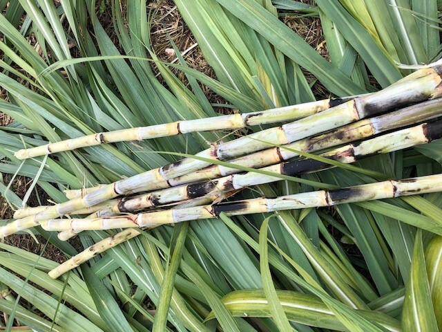 AOHARA ORGANIC RHUM AGRICOLE Image