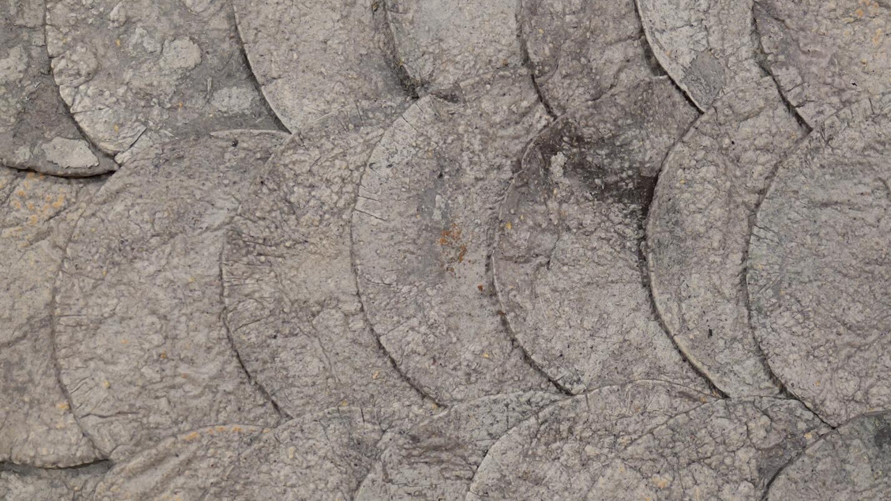 ブルーコーントルティーヤ イメージ