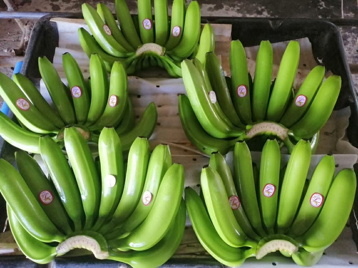 FRESH CAVENDISH BANANAS Image