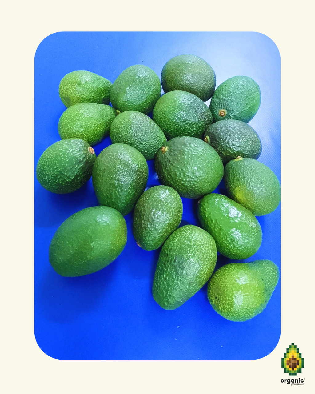 Fresh Hass Avocados - Export Grade Image