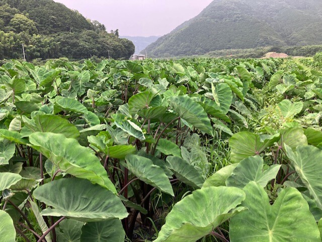 Himekaguya (Japanese Taro Root) Image