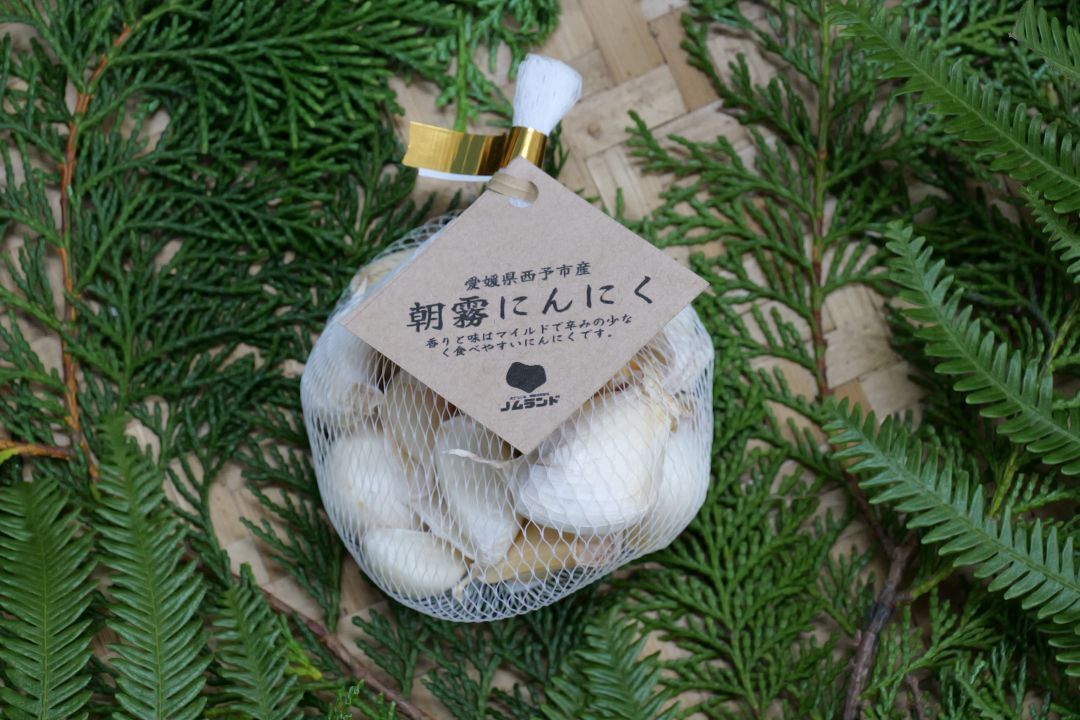 Asagiri Garlic Image