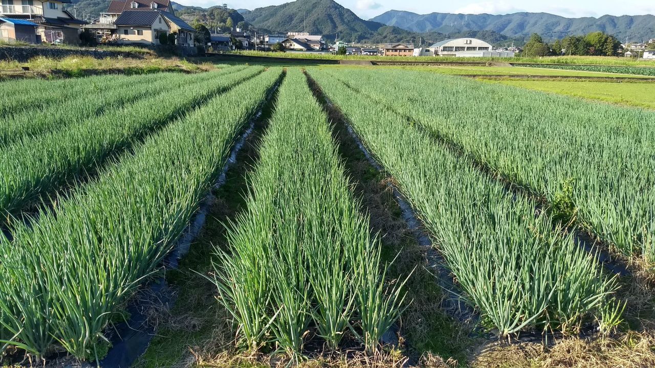 Asagiri Green Onions (Foodservice & Processing Use) Image