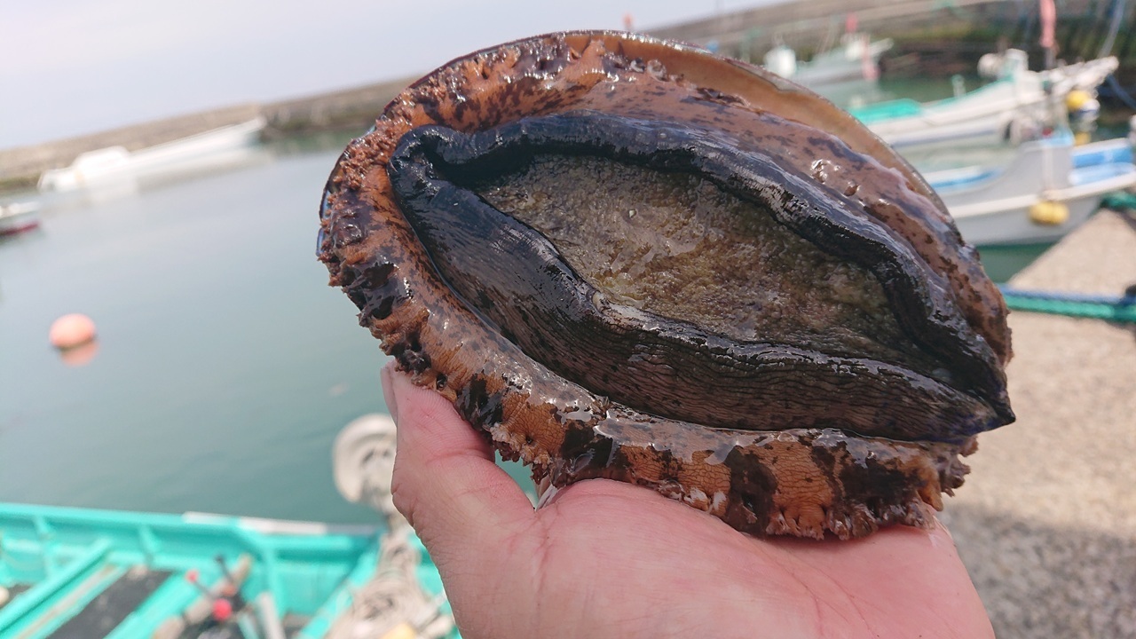 （活）房州黒アワビ、赤アワビ イメージ