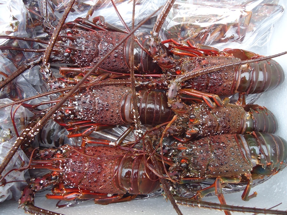 生冷伊勢えび（リキッドフリーザーによる急速凍結、凍眠） イメージ