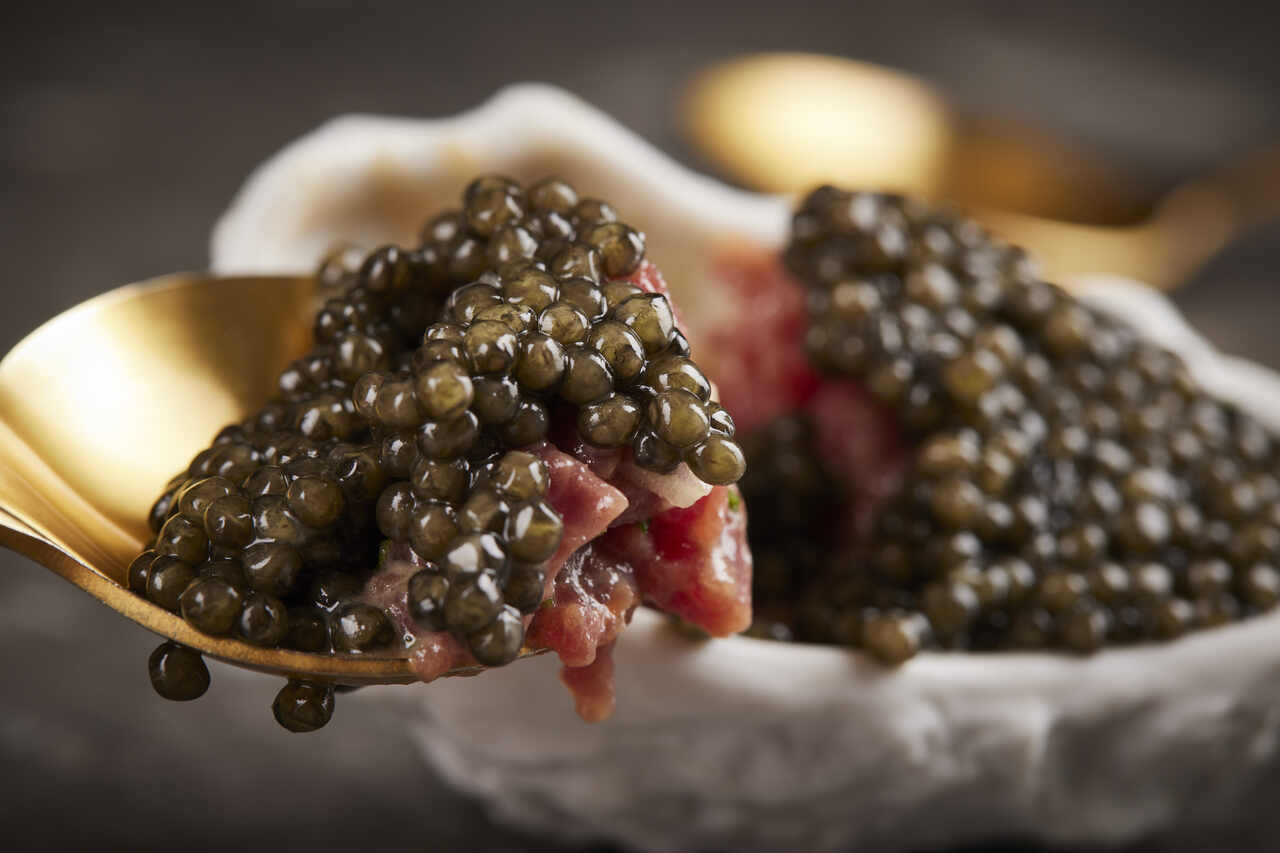 OSETRA Caviar (Acipenser Gueldenstaedtii) Image