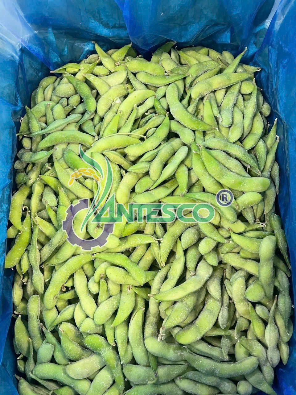 Edamame Image