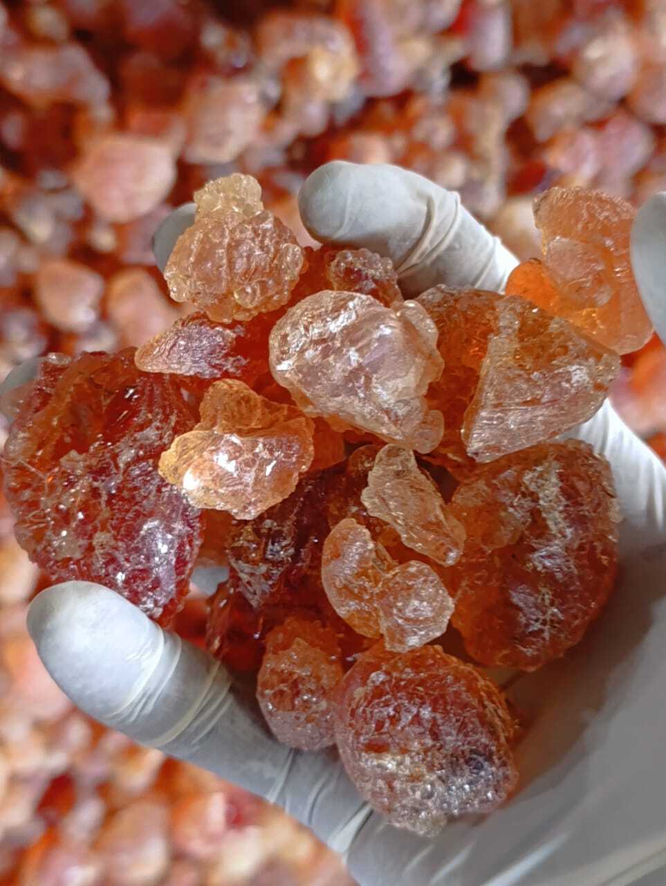 Gum Arabic Image