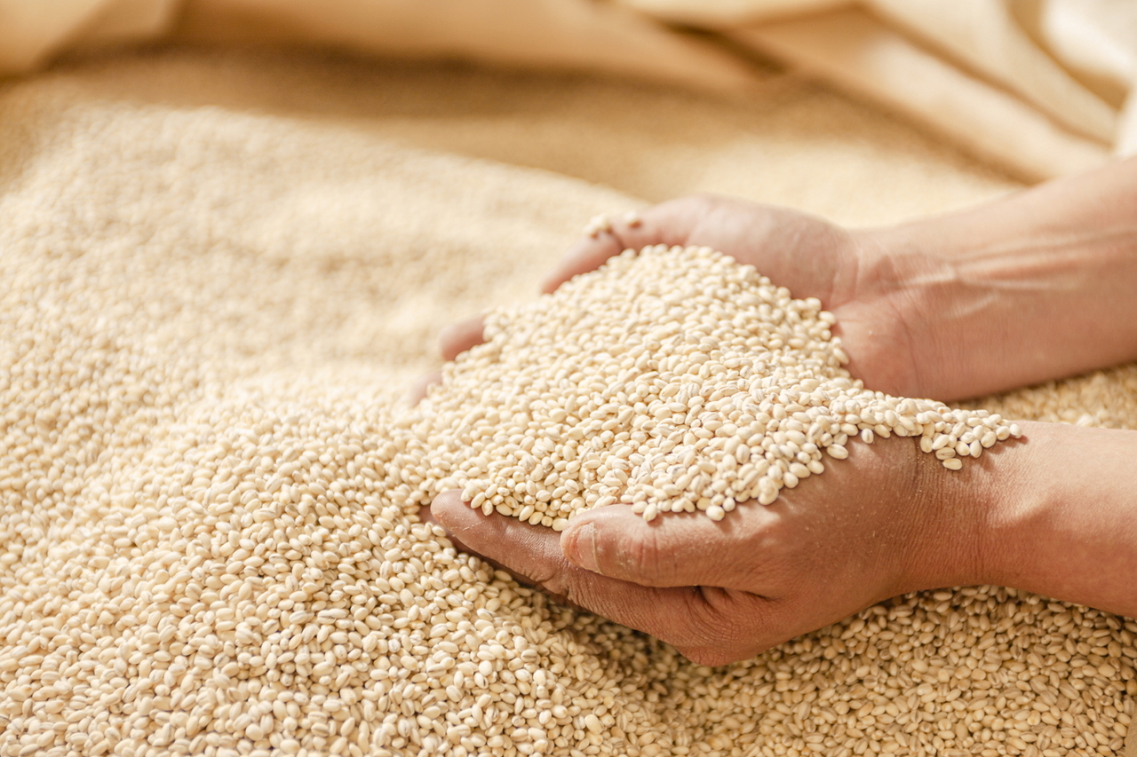 五島麦 イメージ