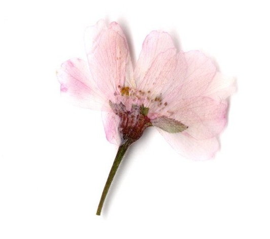 Edible Dry Cherry (SAKURA) blossom Image