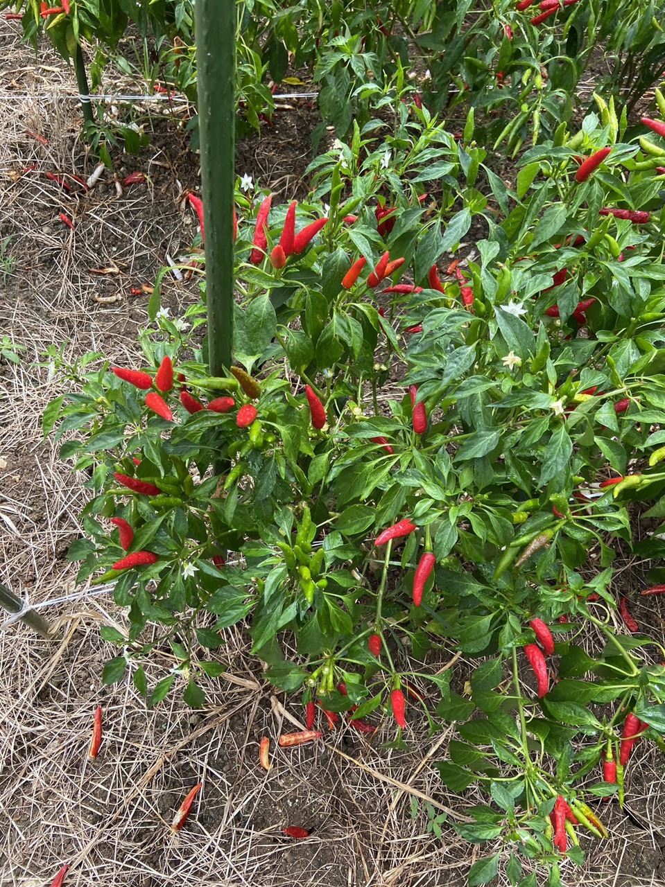 SHICHIMI Papper Paste  Image