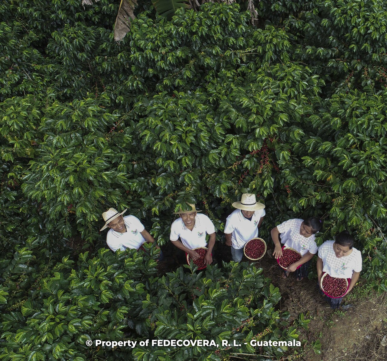 グリーンコーヒー イメージ