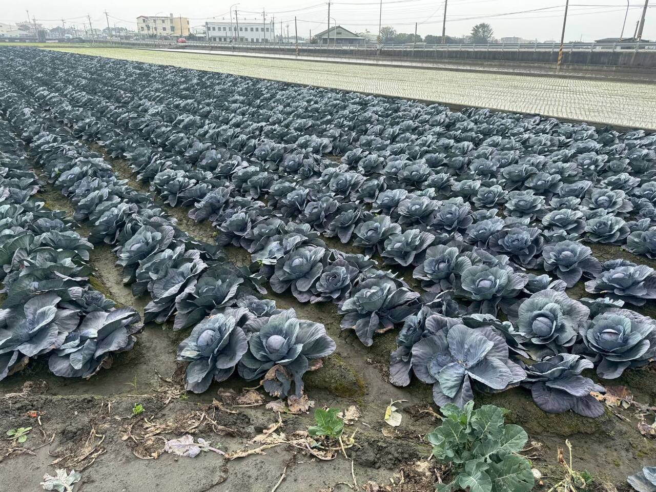 紫キャベツ イメージ