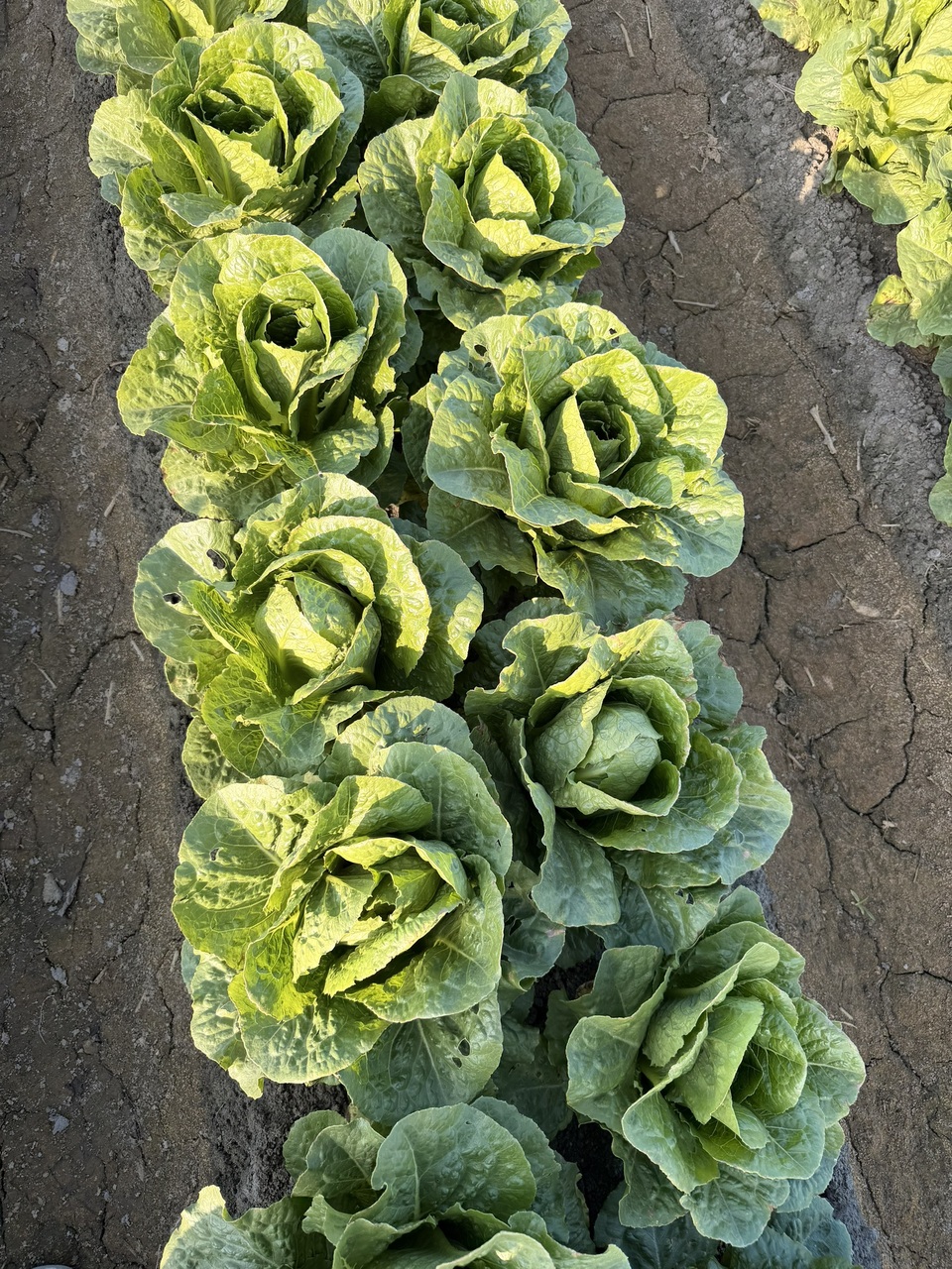 ロメインレタス イメージ