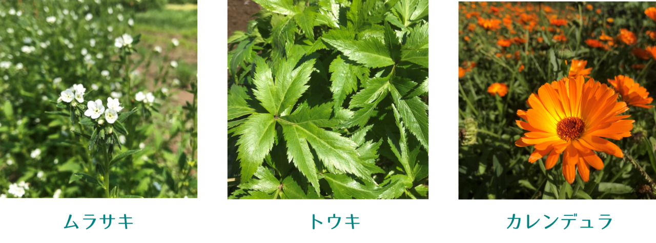 太陽と畑のハンドクリーム イメージ