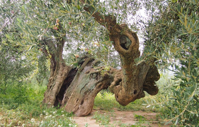 9 OLIVERES | 100% ALFAFARENCA Image