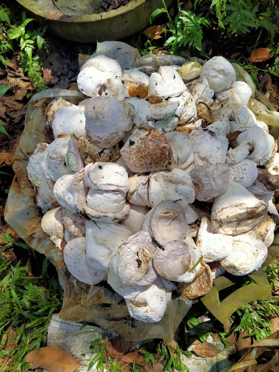 rubber cup lumps Image