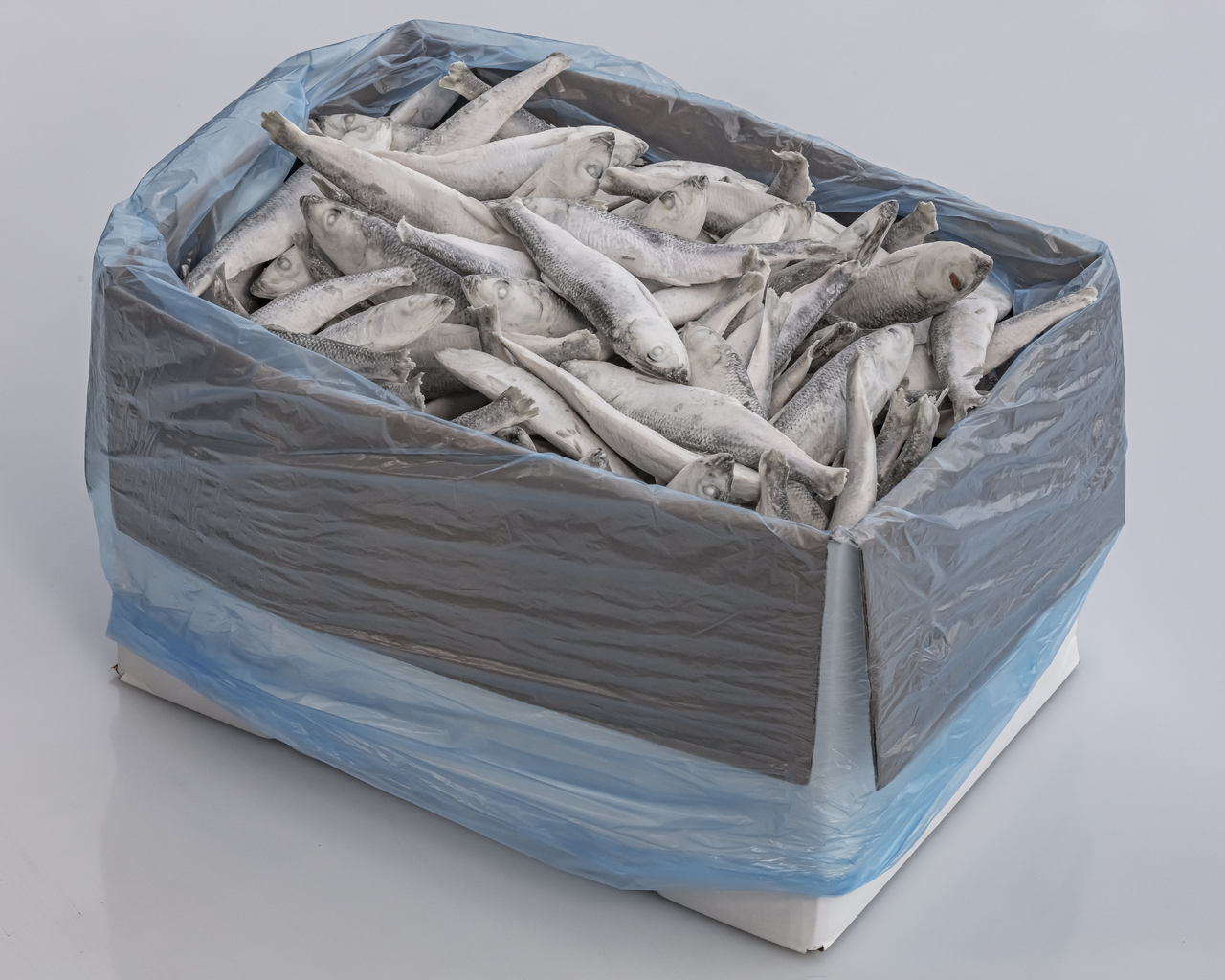 IQF Baltic herring Image