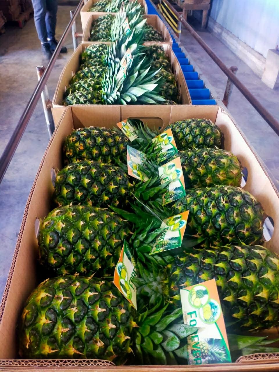 FRESH PINEAPPLE Image