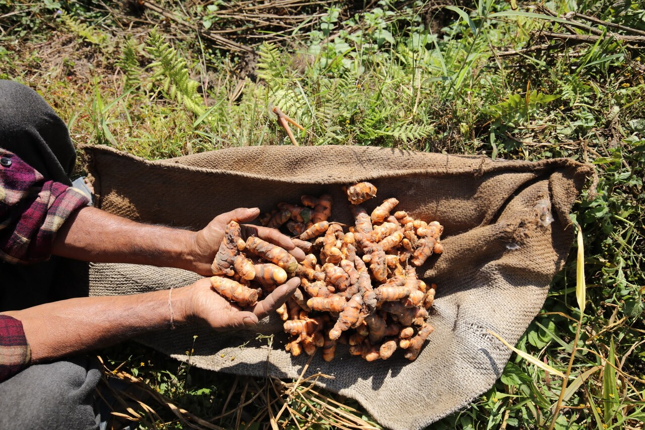 Organic spices Image