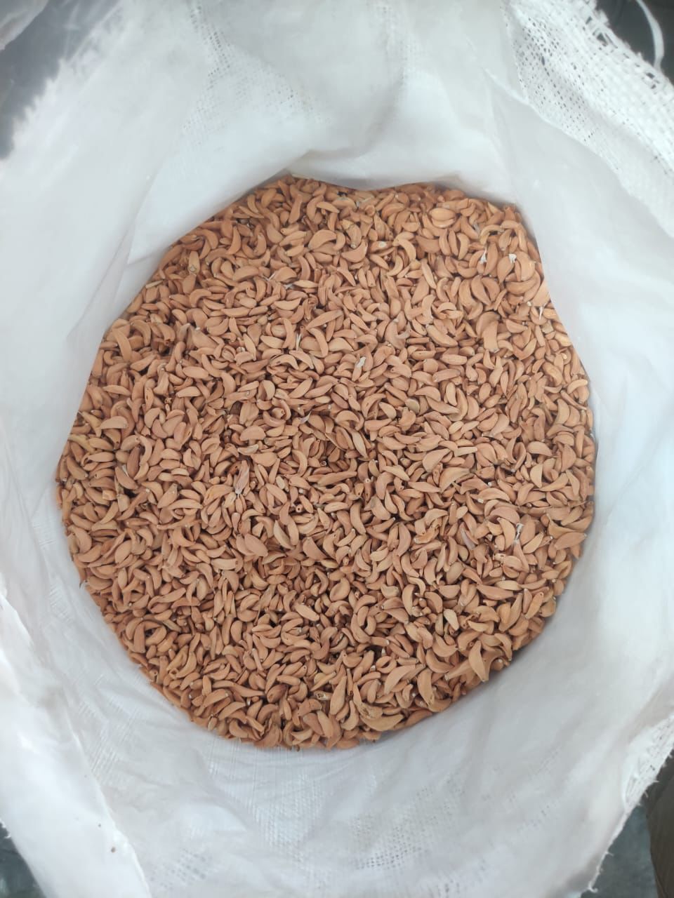 DEHYDRATED GARLIC Image