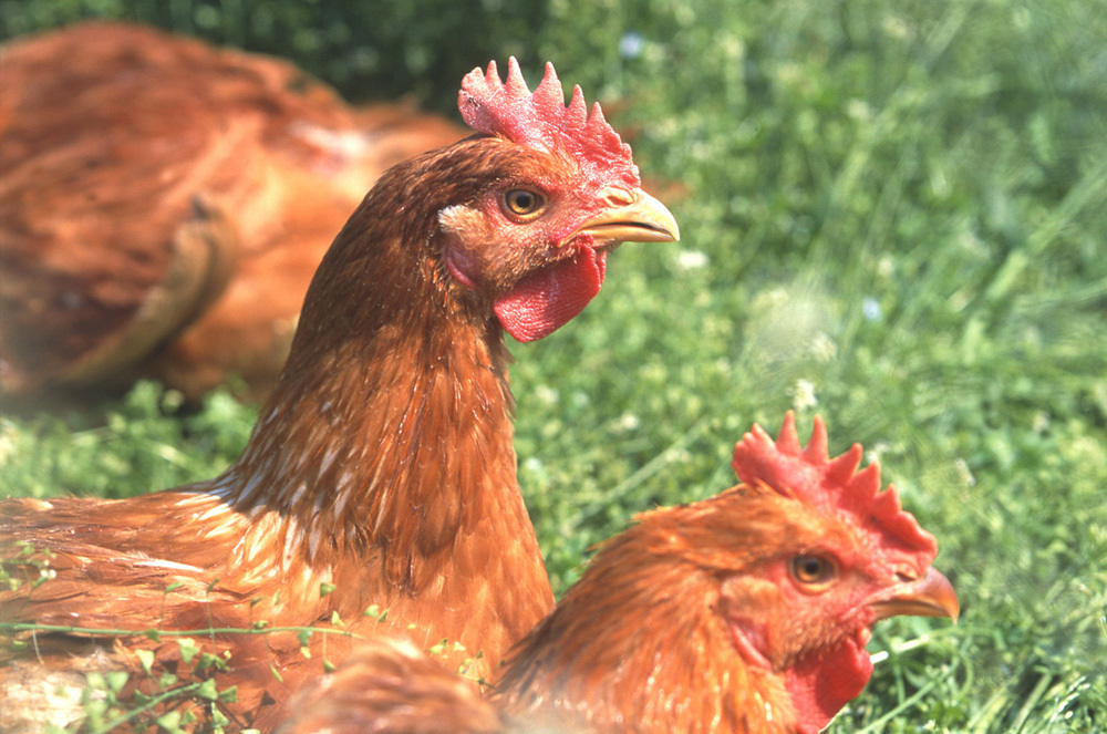 国産伊達鶏 イメージ