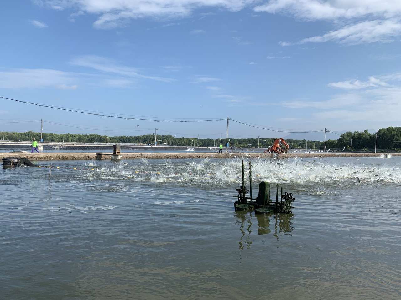 Frozen Milkfish Image