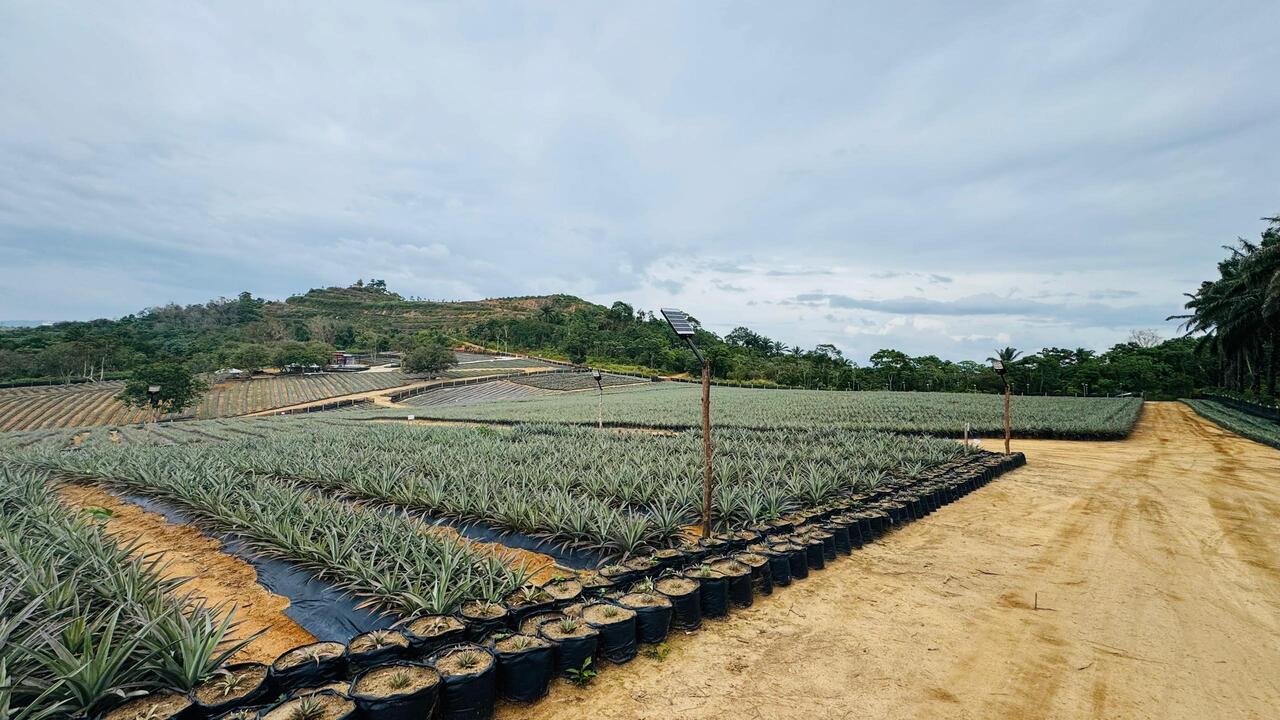 マレーシア産パイナップル　Sarawak Gold イメージ