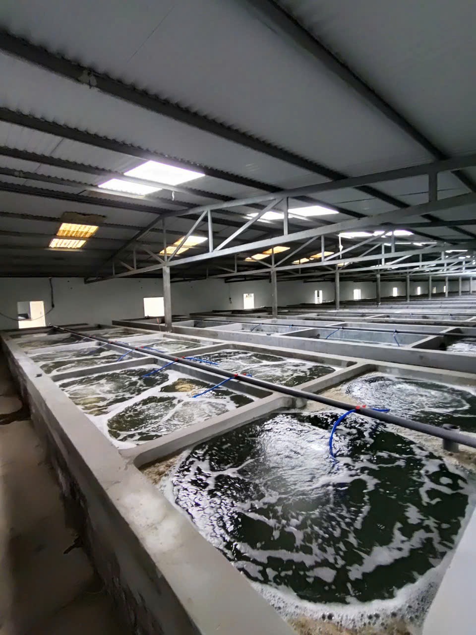 海ぶどう（生海ぶどう、塩漬海ぶどう） イメージ