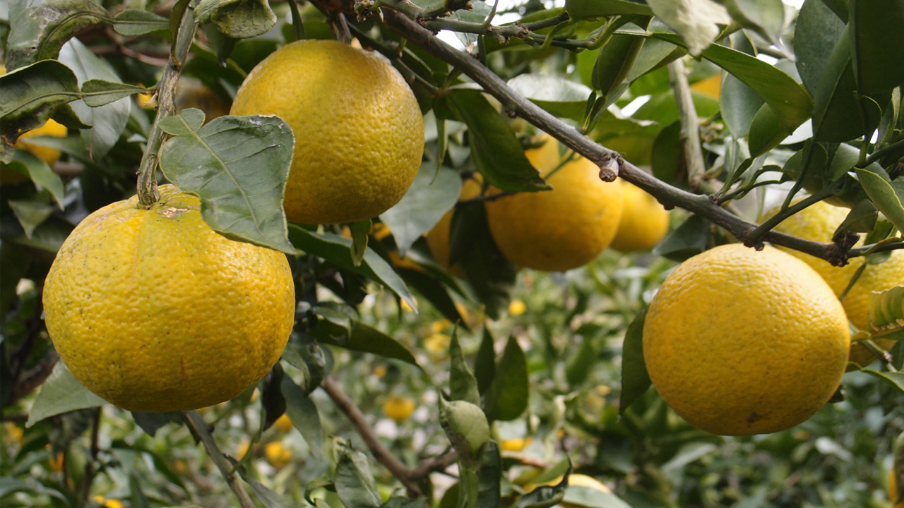 じゃばら生活 完熟じゃばらストレート果汁150ml イメージ