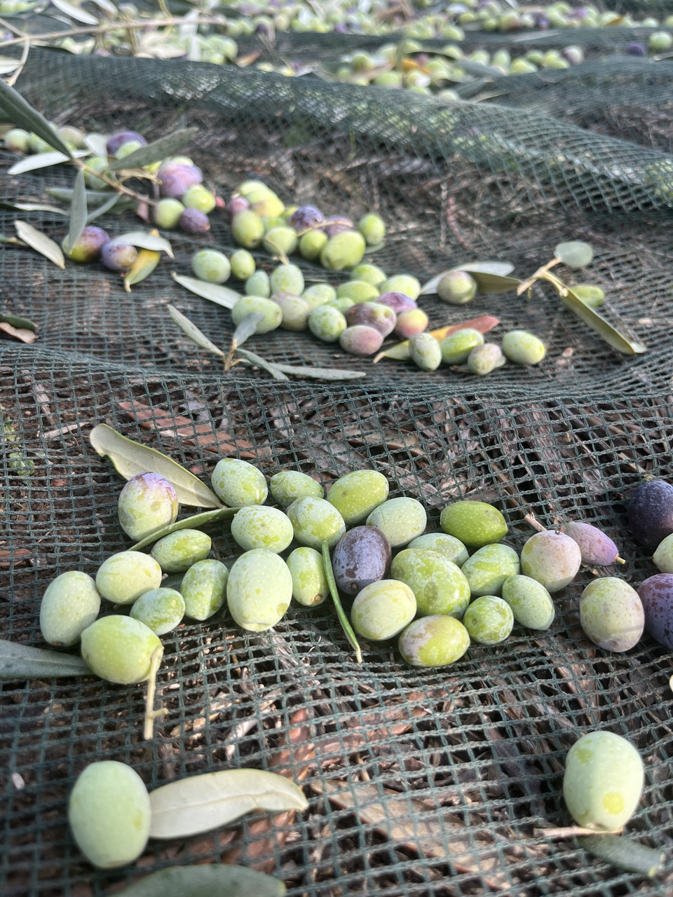 Extra Virgin Olive Oil - Monocultivar Gentile di Chieti Image